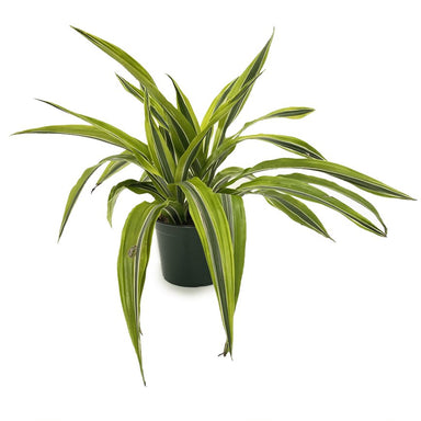 Dracaena Lemon Lime