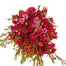 Waxflower