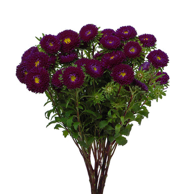 Carnival Aster Purple