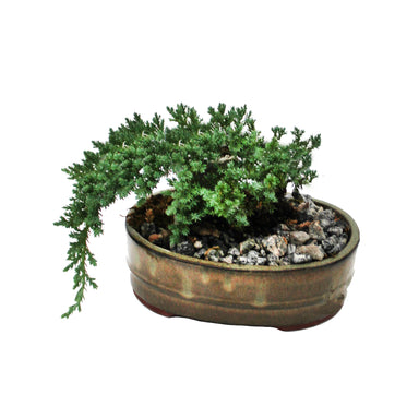 Bonsai Juniper Tree