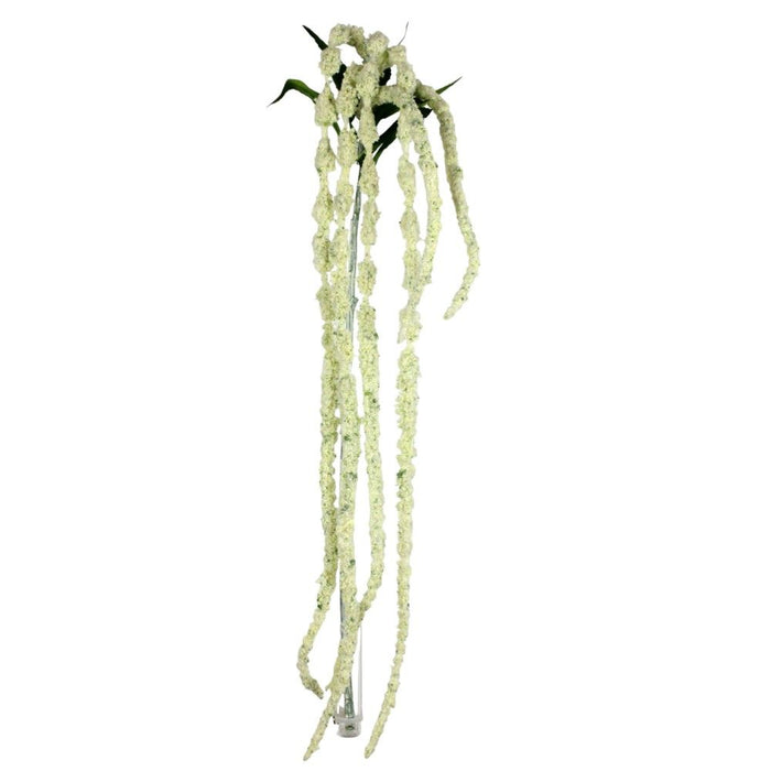 48 in Amaranth Spray - Cream