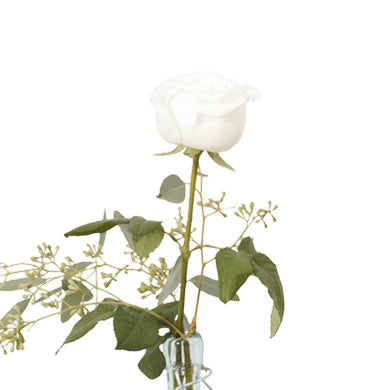 Garden Rose Princess Miyuki