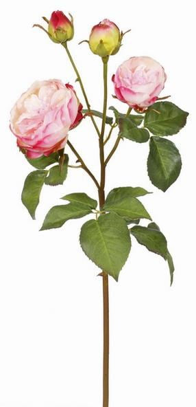 English Cathedral Rose - Pink/Red