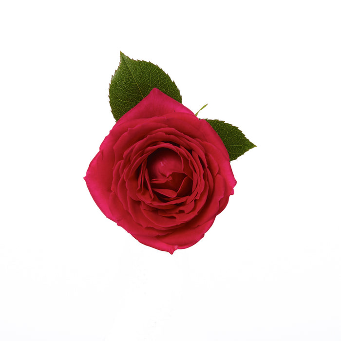 Hot Pink Roses