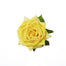 Rose Yellow Isabel 40cm