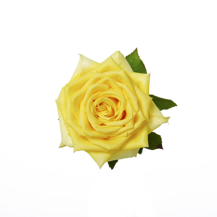 Rose Yellow Isabel 40cm