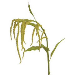 45 in Amaranthus Spray - Green