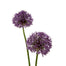 Allium