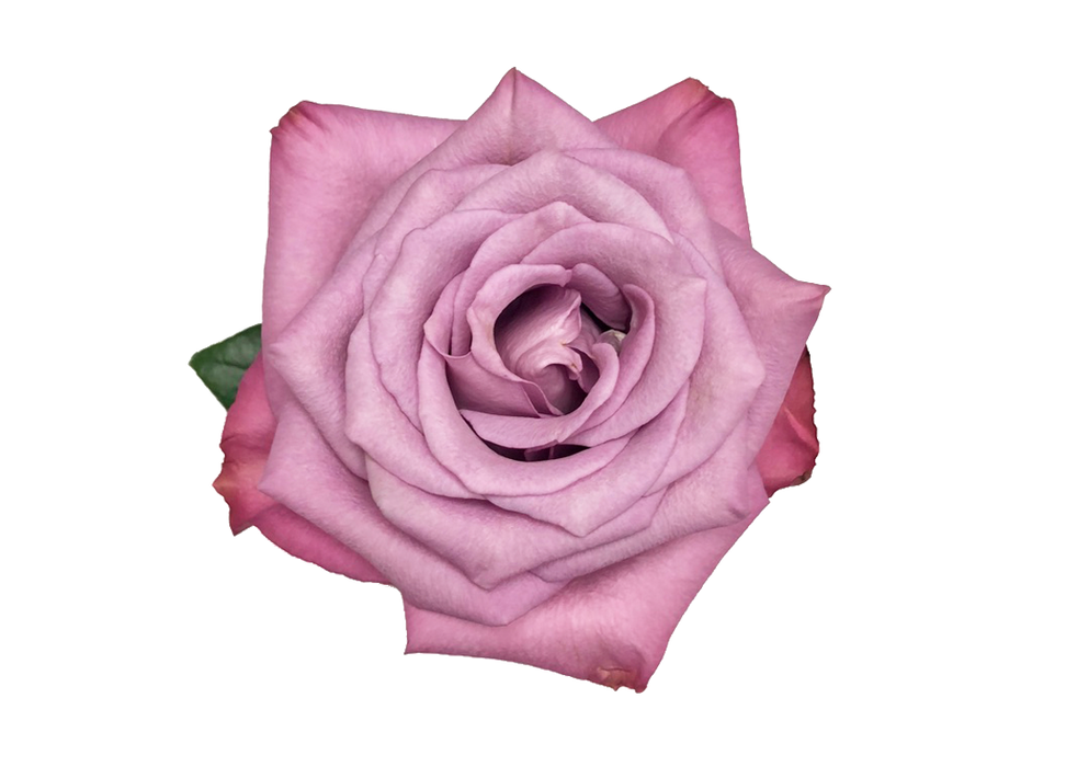 Rose Lavender Manhattan Blues 50cm