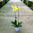 2 in Phalaenopsis Orchid