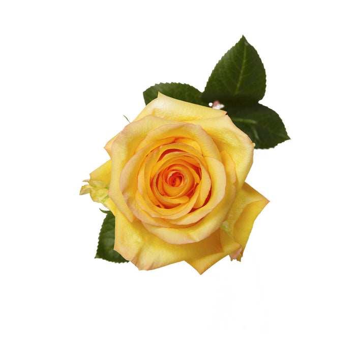 Rose Yellow Dejavu 60cm