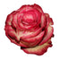 Rose Novelty Magic Times 40cm