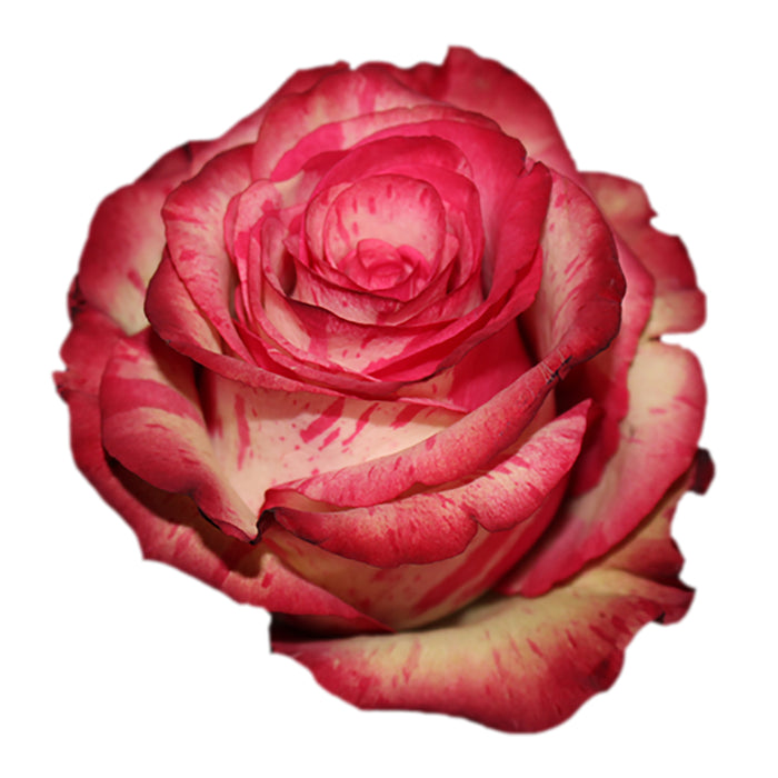 Rose Novelty Magic Times 40cm