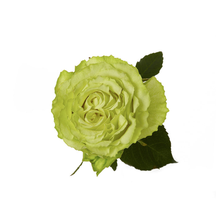 Green Roses