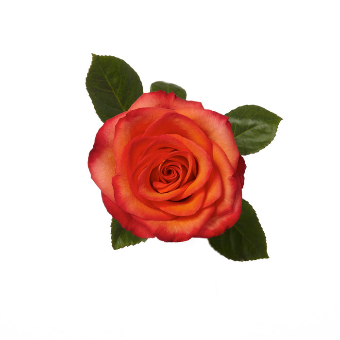 Rose Novelty High and Orange Magic 60cm