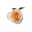 Rose Peach Carpe Diem 60cm