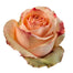 Rose Peach Carpe Diem 50cm