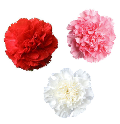 Carnation Assorted