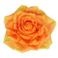 Rose Novelty High and Intenze 50cm