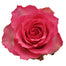 Rose Novelty Malibu 50cm