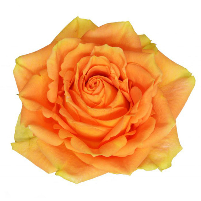 Rose Novelty High and Intenze 60cm