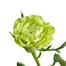 Green Roses