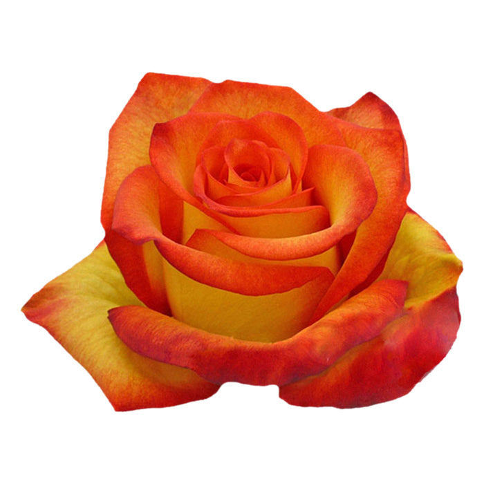 Rose Novelty High and Orange Magic 50cm