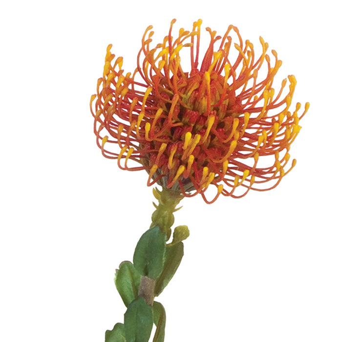 25 in Pincushion Protea Orange-Yellow