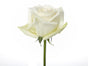 Rose White White O'Hara 40cm